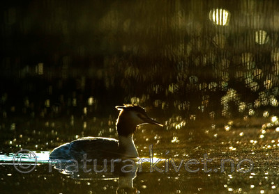 BB 05 0093 / Podiceps cristatus / Toppdykker